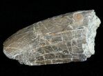Large Allosaurus Tooth From Skull Creek - Feeding Wear #11576-1